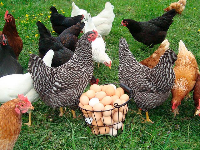 Содержание кур и уход за ними | ЗооТом - продажа, вязка и услуги для животных в Шацке