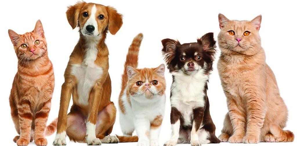 Доска объявлений о животных | ЗооТом - продажа, вязка и услуги для животных в Шацке