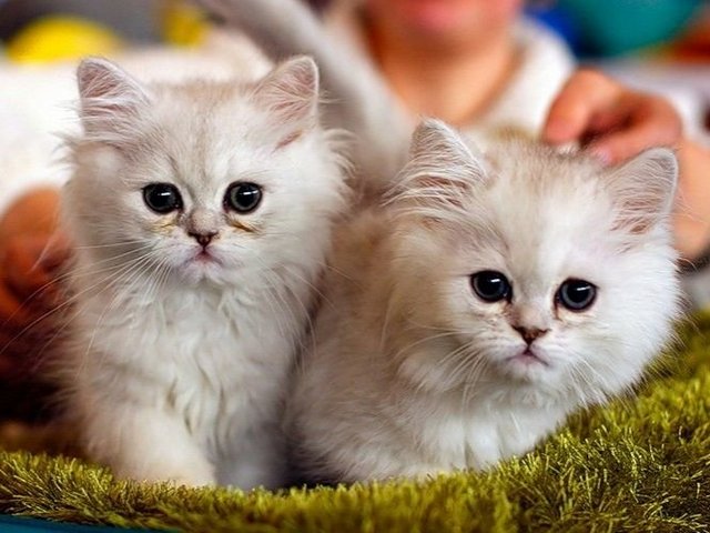 Породы кошек в Шацке | ЗооТом портал о животных