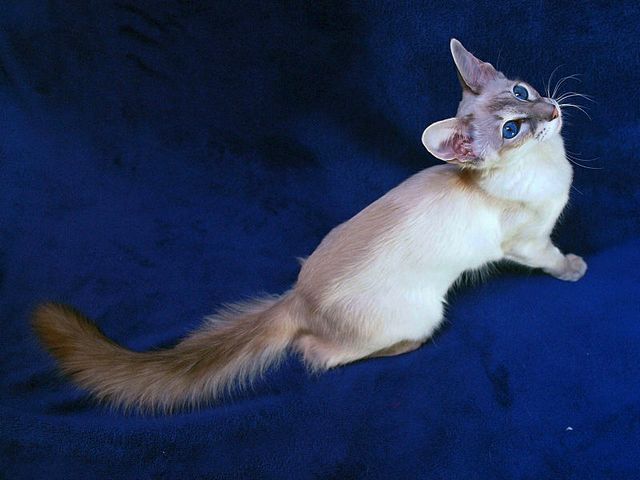 Выведенные породы кошек в Шацке | ЗооТом портал о животных