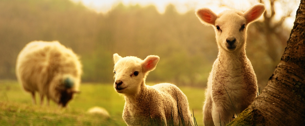 Объявления о сельскохозяйственных животных | ЗооТом - продажа, вязка и услуги для животных в Шацке