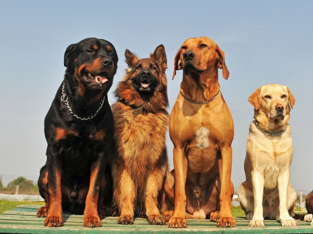 Крупные породы собак в Шацке | ЗооТом портал о животных